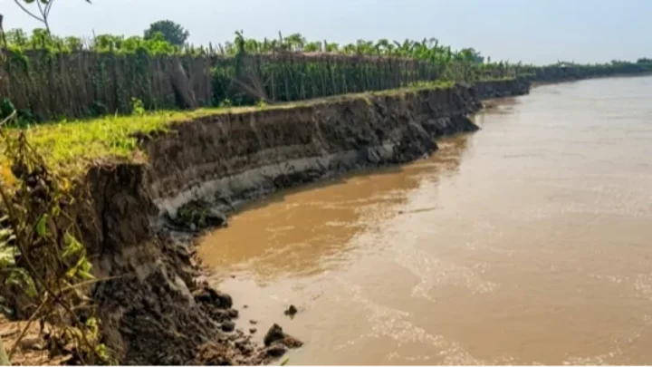 Farmers harvest half-ripe paddy in Kurigram