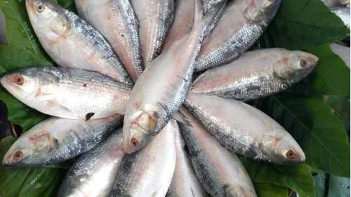 Hilsa glut brings relief as prices fall in Chandpur