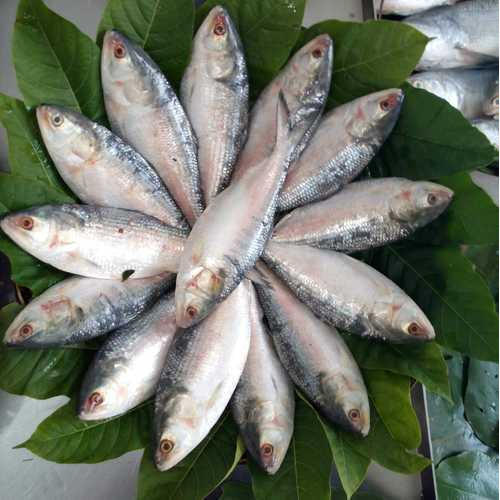Hilsa glut brings relief as prices fall in Chandpur