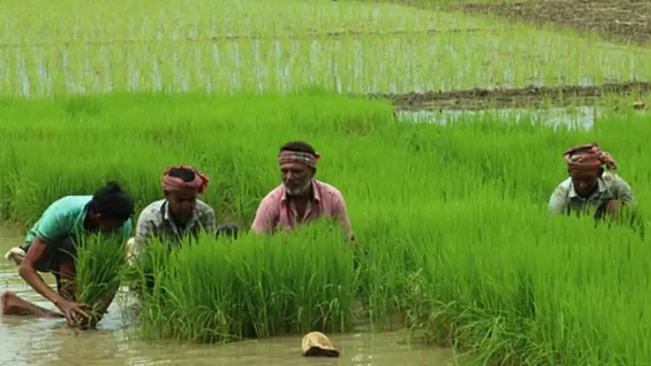 Northern region farmers pin hopes on Aman harvest amid favourable weather