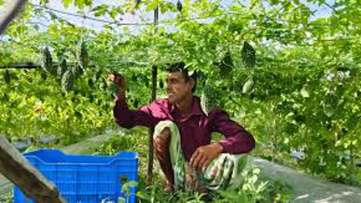 Safe vegetables, but where is the fair price