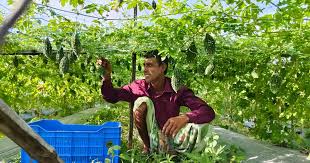 Safe vegetables, but where is the fair price