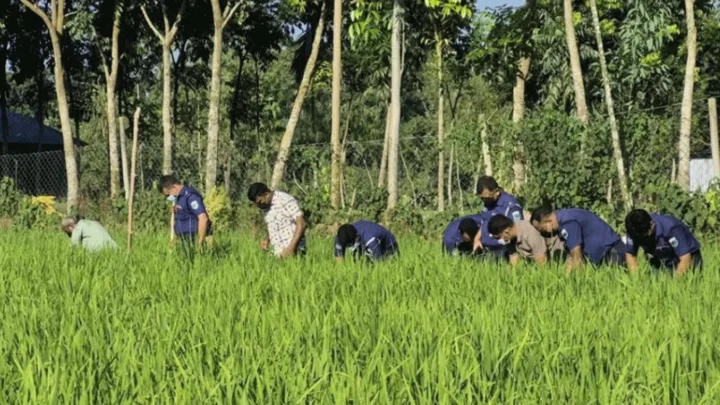 নিখোঁজের ৩ দিন পর ধানক্ষেতে মিলল শিশুর মরদেহ