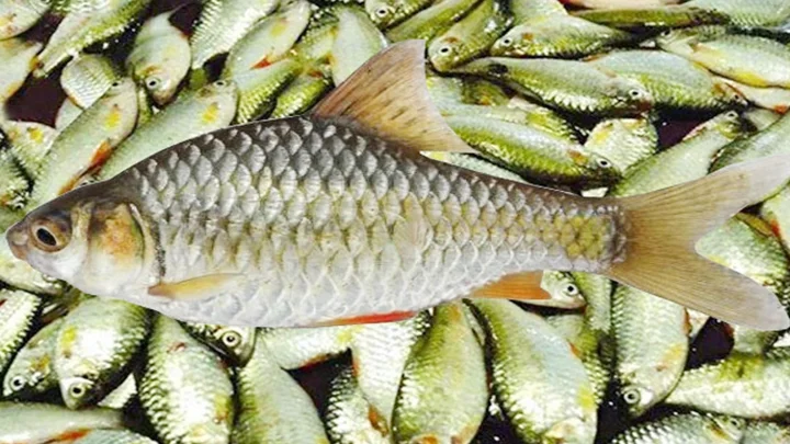 সবচেয়ে কম মাইক্রোপ্লাস্টিক মিলল পুঁটি মাছে