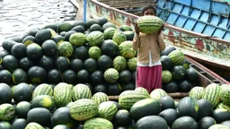 Satkhira farmers turn to off-season watermelon for higher profits