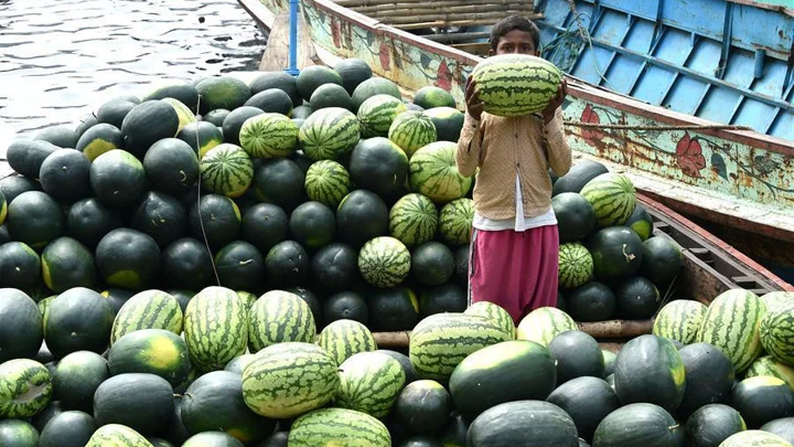 Satkhira farmers turn to off-season watermelon for higher profits