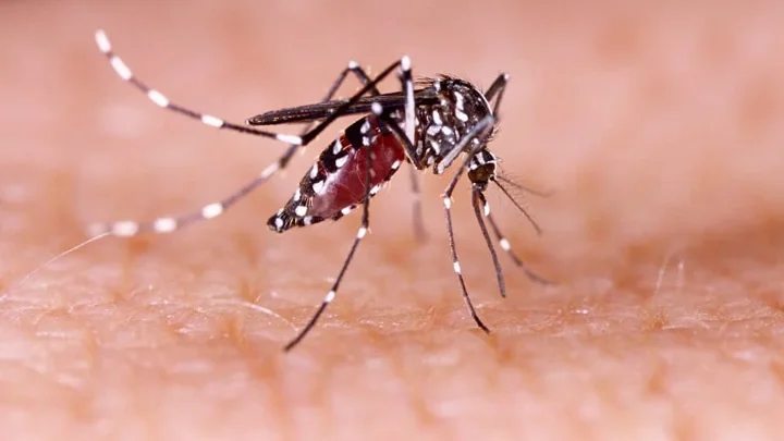 11 deaths mark highest single-day toll from dengue this year