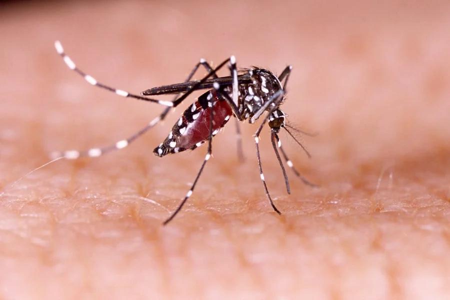 11 deaths mark highest single-day toll from dengue this year