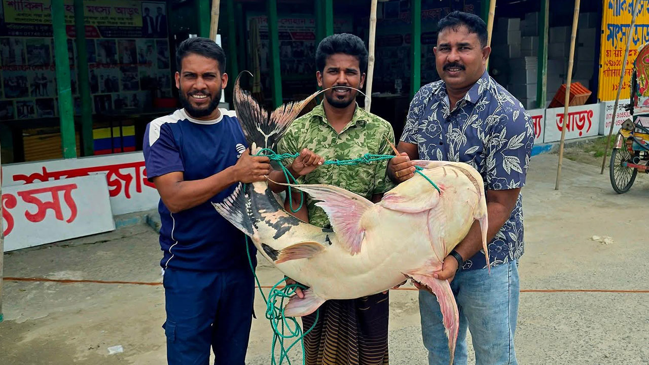 পদ্মার এক বাগাড় ৫১ হাজারে বিক্রি