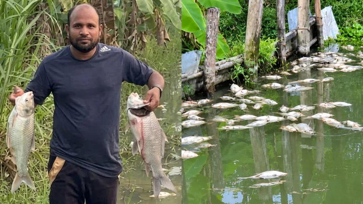 চাঁদা না পেয়ে প্রবাসীর মাছের প্রজেক্টে ভাঙচুর-বিষ, গ্রেপ্তার বিএনপি নেতা