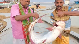 পদ্মায় ধরা পড়ল ১৭ কেজির পাঙাশ