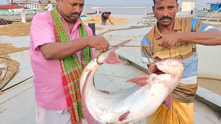 পদ্মায় ধরা পড়ল ১৭ কেজির পাঙাশ