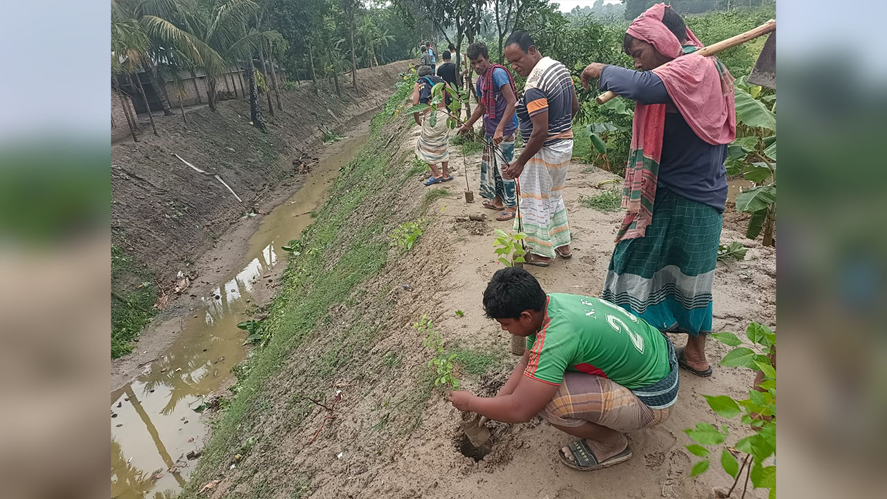 খাল খনন শেষে পাড়ে রোপণ করা হয় গাছের চারা। ছবি: এশিয়া পোস্ট