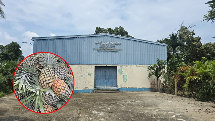 ৭ বছর বন্ধ আনারসের চিপস কারখানা, নষ্ট হচ্ছে কোটি টাকার যন্ত্র