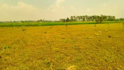 চাঁদা না দেওয়ায় আমবাগানের চারা উপড়ে ফেলার অভিযোগ