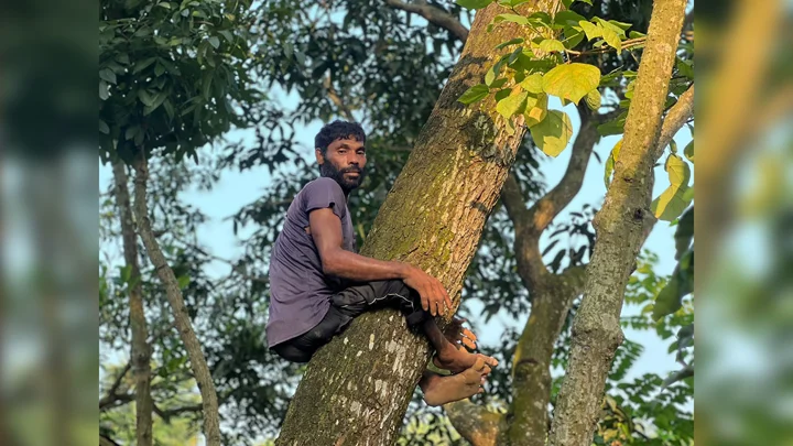 ক্র্যাচে ভর দিয়ে হাঁটেন, গাছের মগডালে উঠে সংসার চালান একরামুল