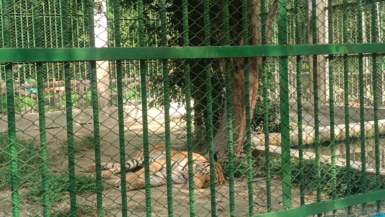 চিড়িয়াখানার ভেতরে থাকা একটি বাঘ। ছবি: এশিয়া পোস্ট