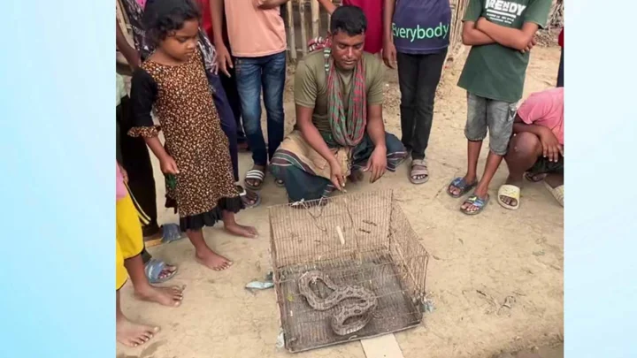 সীমান্ত থেকে বিষধর রাসেলস ভাইপার উদ্ধার