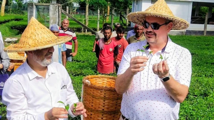 ঠাকুরগাঁওয়ে সমতলে চা-বাগান দেখে মুগ্ধ মার্কিন রাষ্ট্রদূত