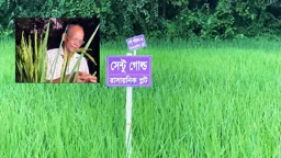 নিজ জমিতে গবেষণা করে ২৫ জাতের ধান উদ্ভাবন, এখনও মেলেনি স্বীকৃতি