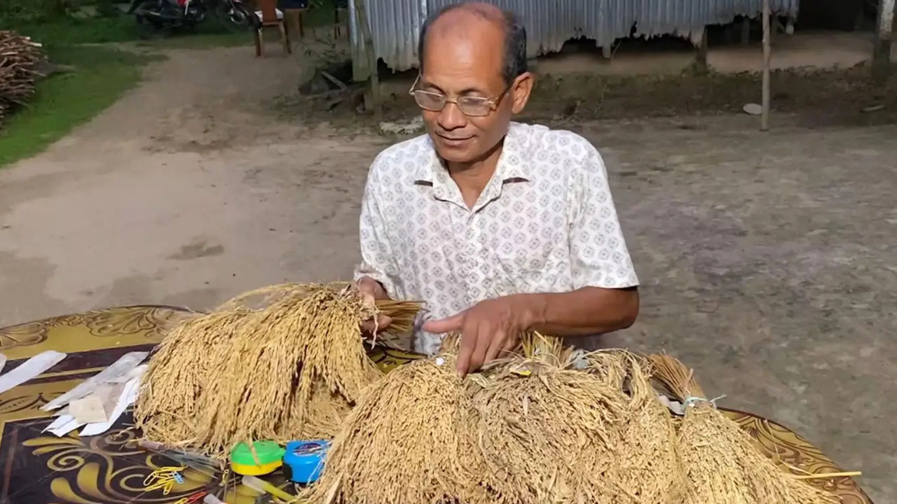 বাড়ির উঠানে বিভিন্ন জাতের ধান সংকরায়ণের কাজ করছেন সেন্টু। ছবি: এশিয়া পোস্ট