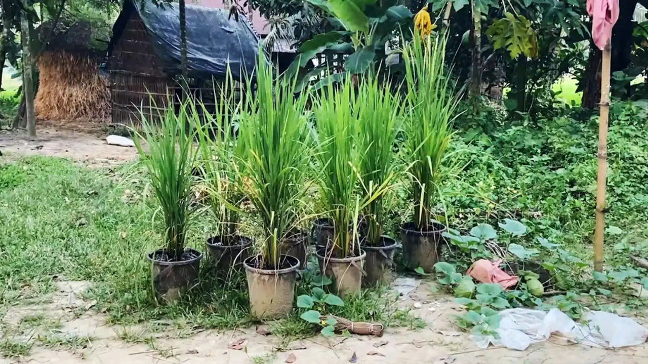 বাড়ির আঙিনায় টবে কয়েকটি জাতের ধান সংকরায়ণ করে রেখে দিয়েছেন সেন্টু। ছবি: এশিয়া পোস্ট