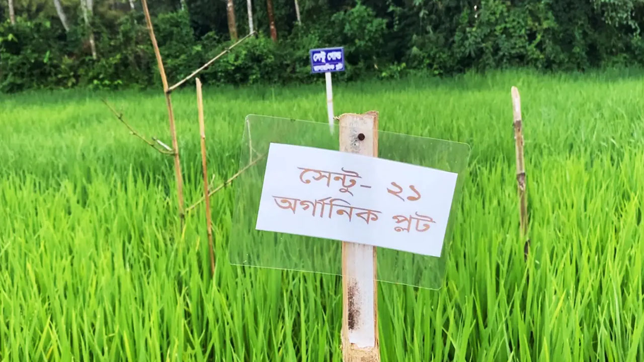 সেন্টু হাজংয়ের উদ্ভাবিত ধান। ছবি: এশিয়া পোস্ট