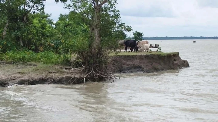 নদীভাঙনে বদলে যাচ্ছে পিরোজপুরের ‘মানচিত্র’ 