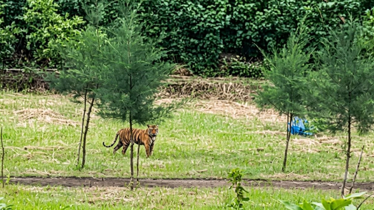 উদ্বেগের মধ্যেও সুন্দরবনে বাড়ছে বাঘের সংখ্যা