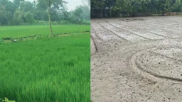 আশ্বিনের বৃষ্টিতে আমনে স্বস্তি, আগাম আলু-সবজি নিয়ে দুশ্চিন্তা