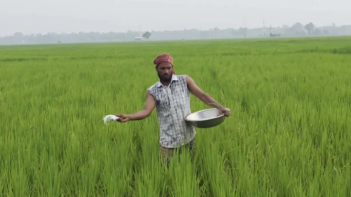 অতিরিক্ত সারেও মিলছে না কাঙ্ক্ষিত ফলন, কমছে মাটির উর্বরতা