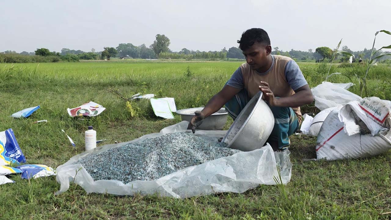 জমিতে প্রয়োগ করতে সার প্রস্তুত করছেন এক কৃষক। ছবি: এশিয়া পোস্ট