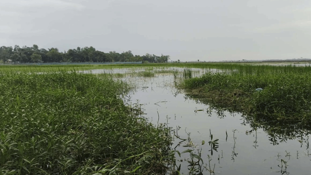 সাতক্ষীরার ভেটখালী বিলে জলাবদ্ধতায় কৃষকের মাথায় হাত