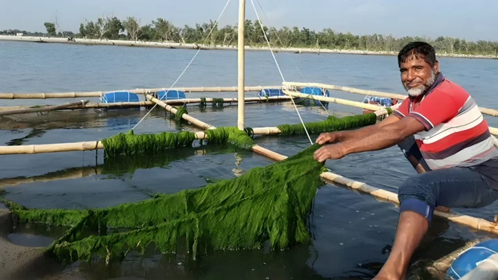 সুনীল অর্থনীতিতে সম্ভাবনাময় সম্পদ সামুদ্রিক শৈবাল
