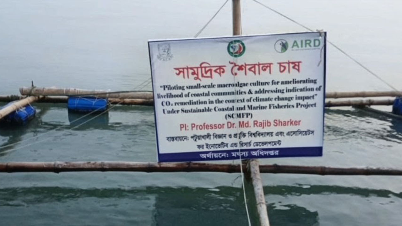 মৎম্য অধিদপ্তরের অর্থায়নে শৈবাল চাষ করছেন পটুয়াখালী বিজ্ঞান ও প্রযুক্তি বিশ্ববিদ্যালয়ের গবেষকরা। ছবি: এশিয়া পোস্ট