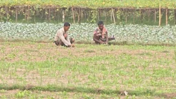 আগাম শীতকালীন সবজি চাষে ব্যস্ত কৃষকেরা