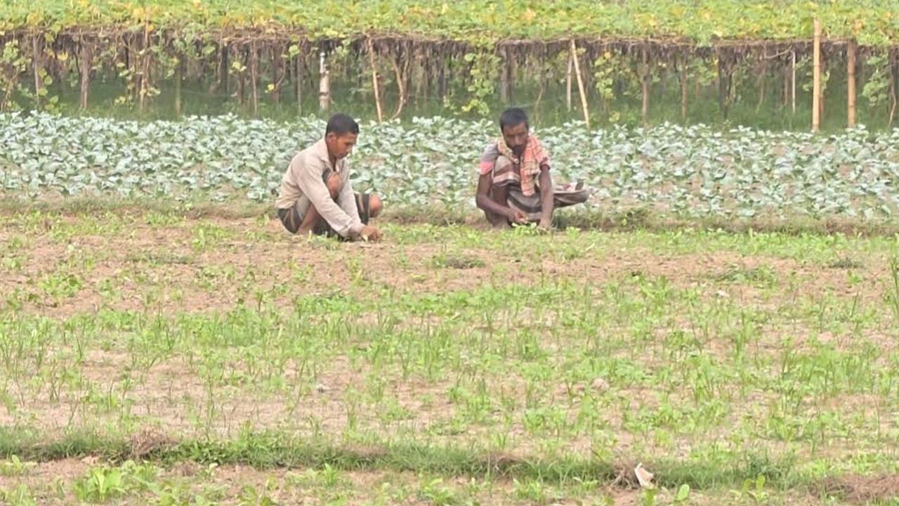 আগাম শীতকালীন সবজি চাষে ব্যস্ত কৃষকেরা