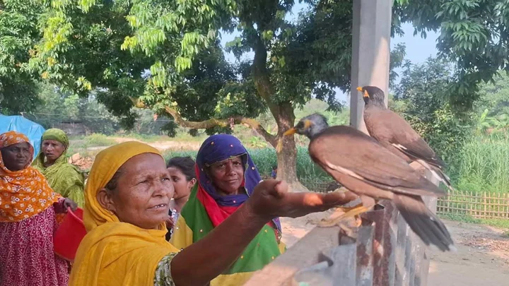 ৫ বছর ধরে এক বাড়িতে দুই শালিক, কথা শুনে করে অনুকরণ