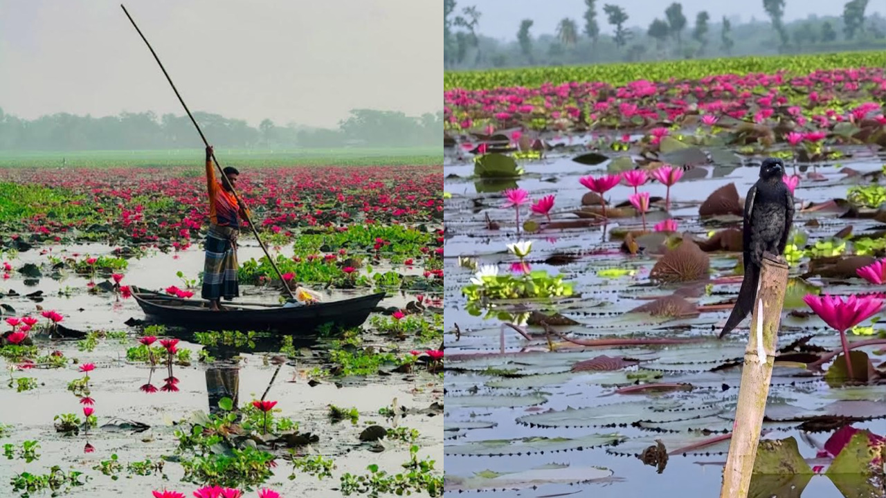 গলহর বিলের সৌন্দর্য। ছবি: এশিয়া পোস্ট