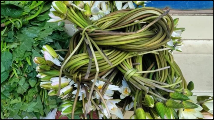 শাপলা খেলে কি কমে ডায়াবেটিস, ইউটিআই নিয়েও যা বলছে গবেষণা