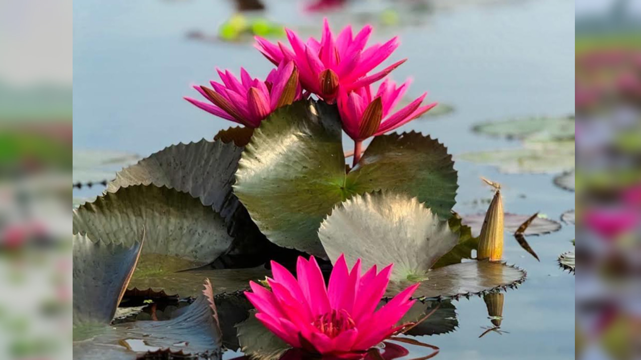গলহর বিলের সৌন্দর্য। ছবি: এশিয়া পোস্ট