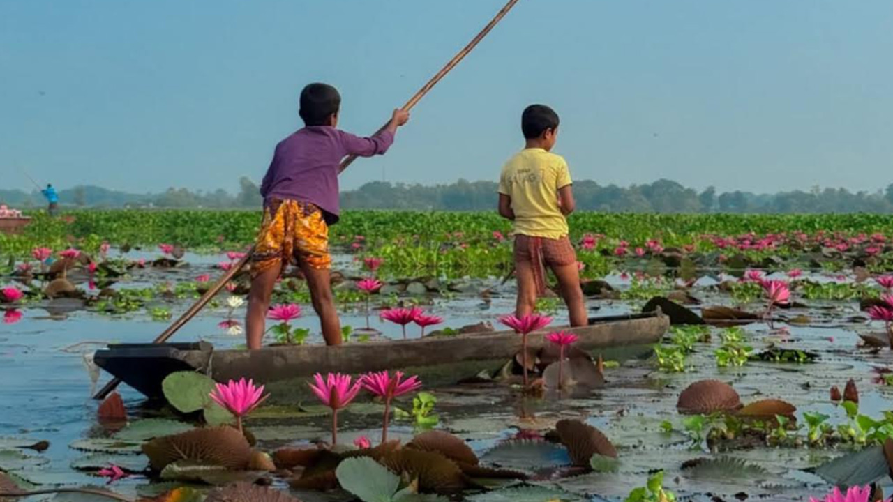গলহর বিলের সৌন্দর্য। ছবি: এশিয়া পোস্ট