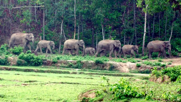 শেরপুরের গারো পাহাড়ে বন্যহাতি, দেশ আছে কিন্তু ফেরার পথ নেই