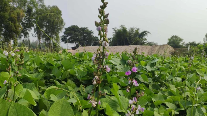 দিনাজপুরে আগাম শিম চাষে সফলতা, হাসি ফুটেছে কৃষকের মুখে