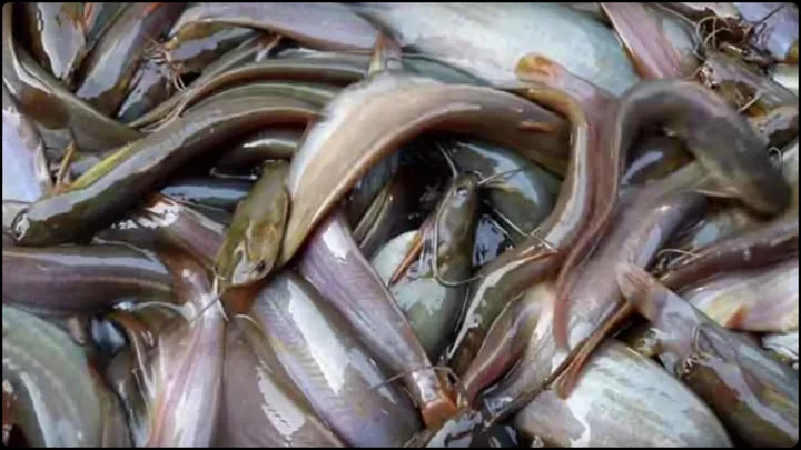শিং মাছ কি আসলেই শরীরে রক্ত বাড়ায়
