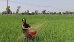 চলনবিলে অতিমাত্রায় কীটনাশক প্রয়োগ, হুমকিতে মাটির উর্বরতা