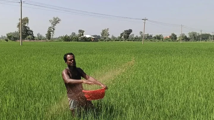 চলনবিলে অতিমাত্রায় কীটনাশক প্রয়োগ, হুমকিতে মাটির উর্বরতা