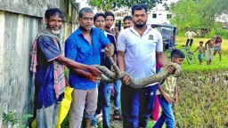 ধানক্ষেতে বিশাল অজগর দেখে কাজ বন্ধ করে দেন শ্রমিকরা