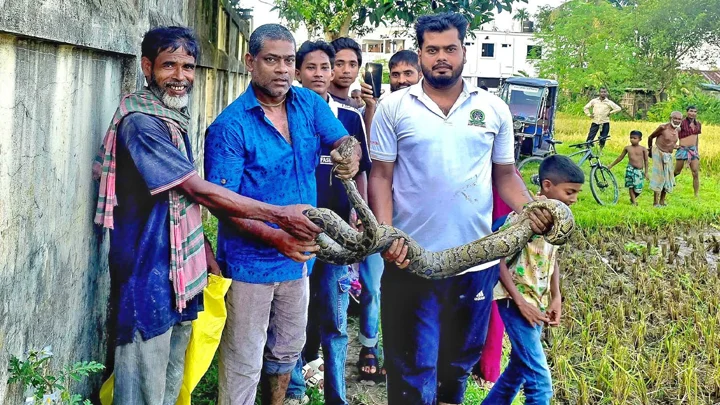 ধানক্ষেতে বিশাল অজগর দেখে কাজ বন্ধ করে দেন শ্রমিকরা