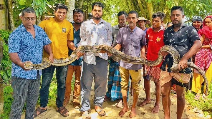 গরুর খামার থেকে ১৮ ফুট লম্বা অজগর উদ্ধার